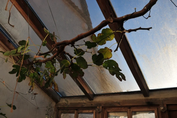 Vorher - Verschmutztes Wintergartendach